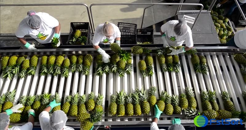 images/1656575093280Pineapple packing machine1.jpg